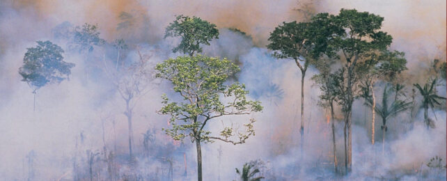 Floresta tropical da Amazônia, voltada para o colapso drástico de 2050, alertam os cientistas