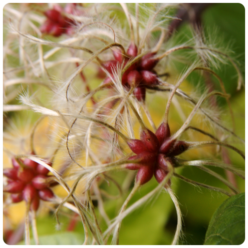 Gnome em 2025: alguns números